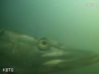 Bijna vier keer zo veel bezoekers visdeurbel Utrecht na item Amerikaanse tv-show