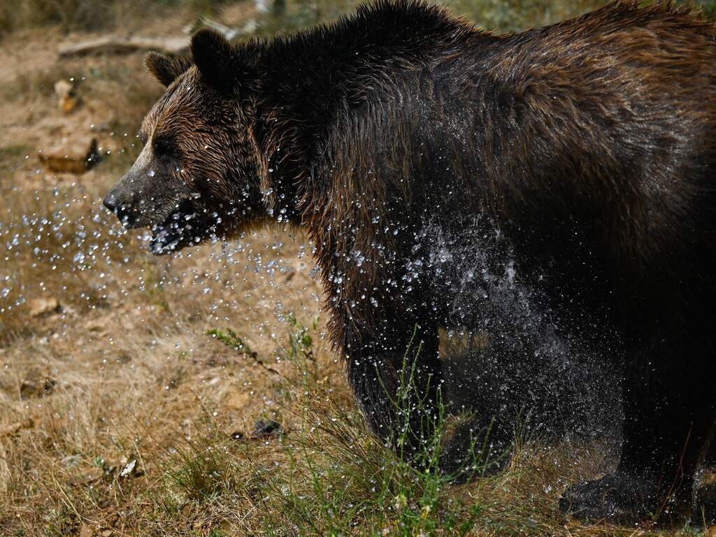 Beer in Noord-Italië ondanks felle protesten afgemaakt na aanvallen toerist
