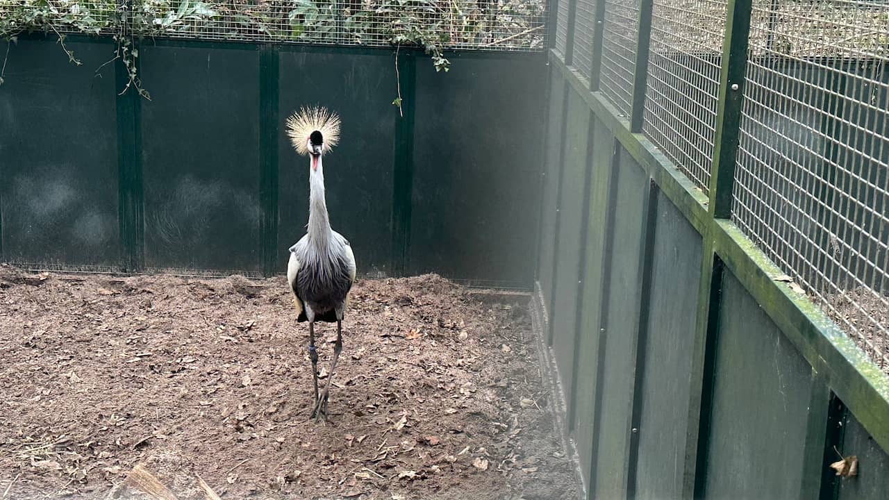 Rouwende kroonkraanvogel is gevangen en krijgt bezoek van weginspecteur