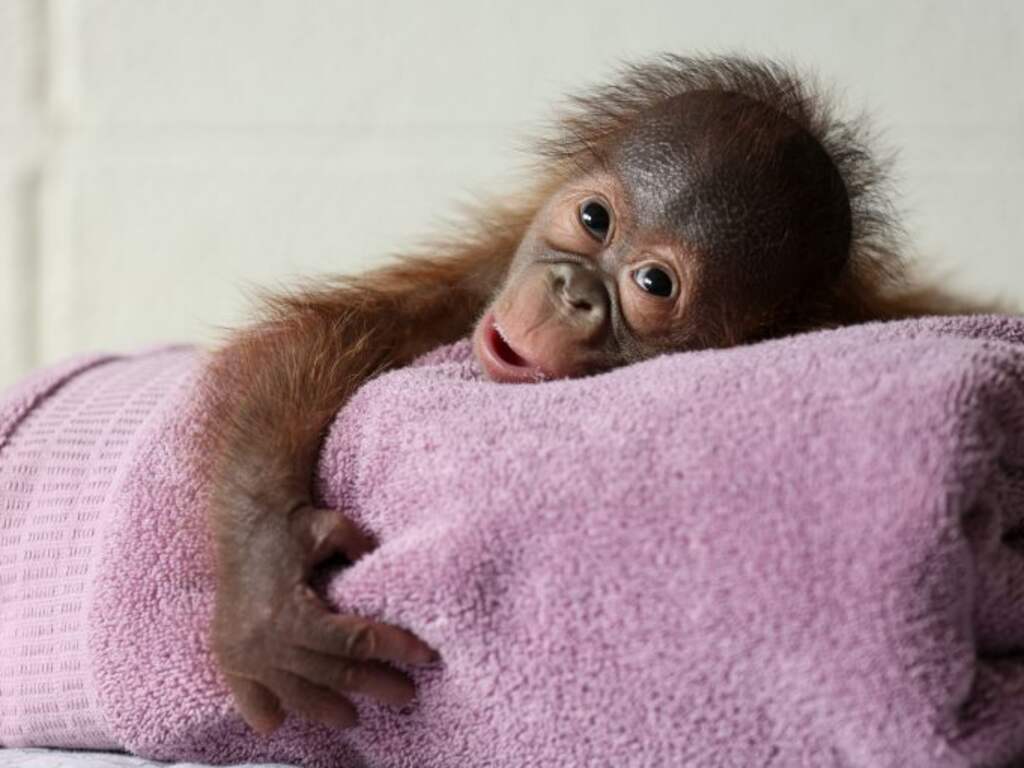 Ierse moeders geven kind in dierentuin borstvoeding om orang-oetan te inspireren