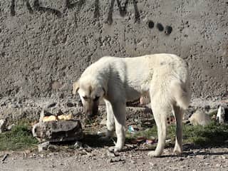 Door omstreden wet mogen zieke zwerfhonden in Turkije worden afgemaakt