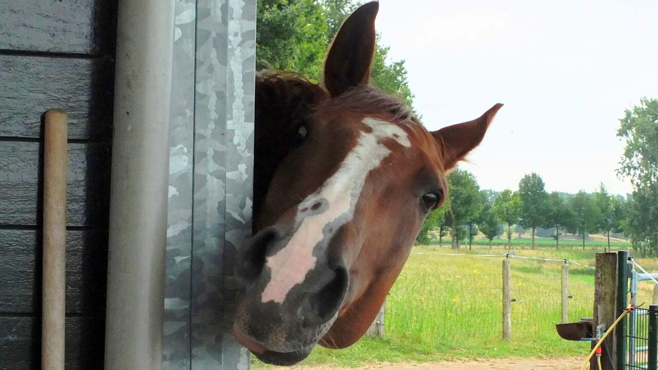 Powerhorse Competitie te gast bij Trekpaardenshow Noordwelle