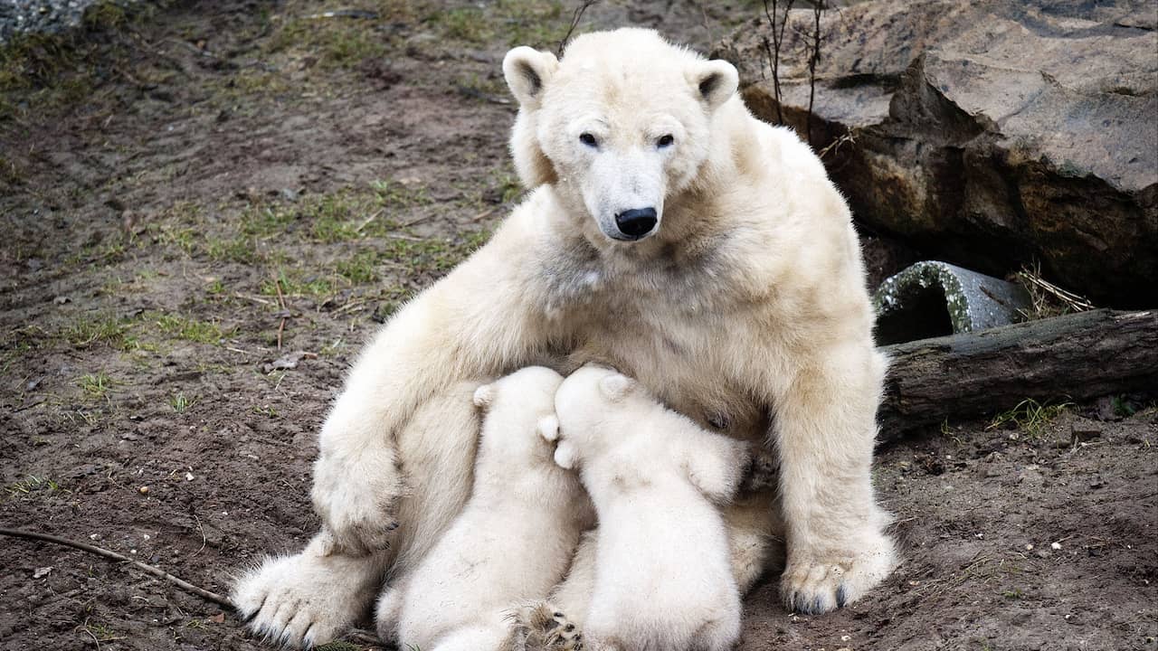 Oudste ijsbeer van Nederland (32) overleden in Ouwehands Dierenpark