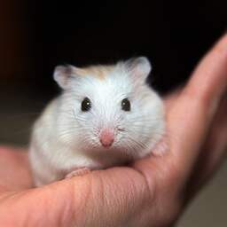 Japanner voor tweede keer opgepakt voor doden tientallen hamsters in hotel
