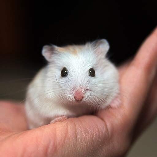 Illustratie bij: Japanner voor tweede keer opgepakt voor doden tientallen hamsters in hotel