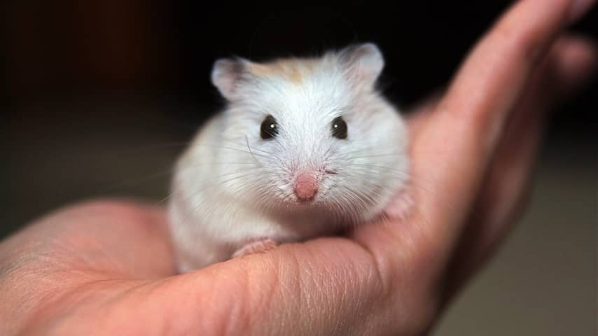 Japanner voor tweede keer opgepakt voor doden tientallen hamsters in hotel
