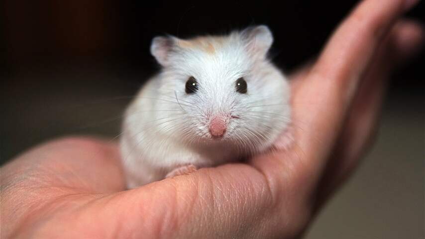 Foto bij Japanner voor tweede keer opgepakt voor doden tientallen hamsters in hotel