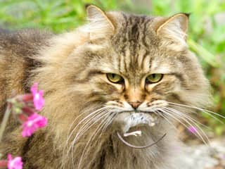 Wat doe je met je huisdier tijdens vakantie?