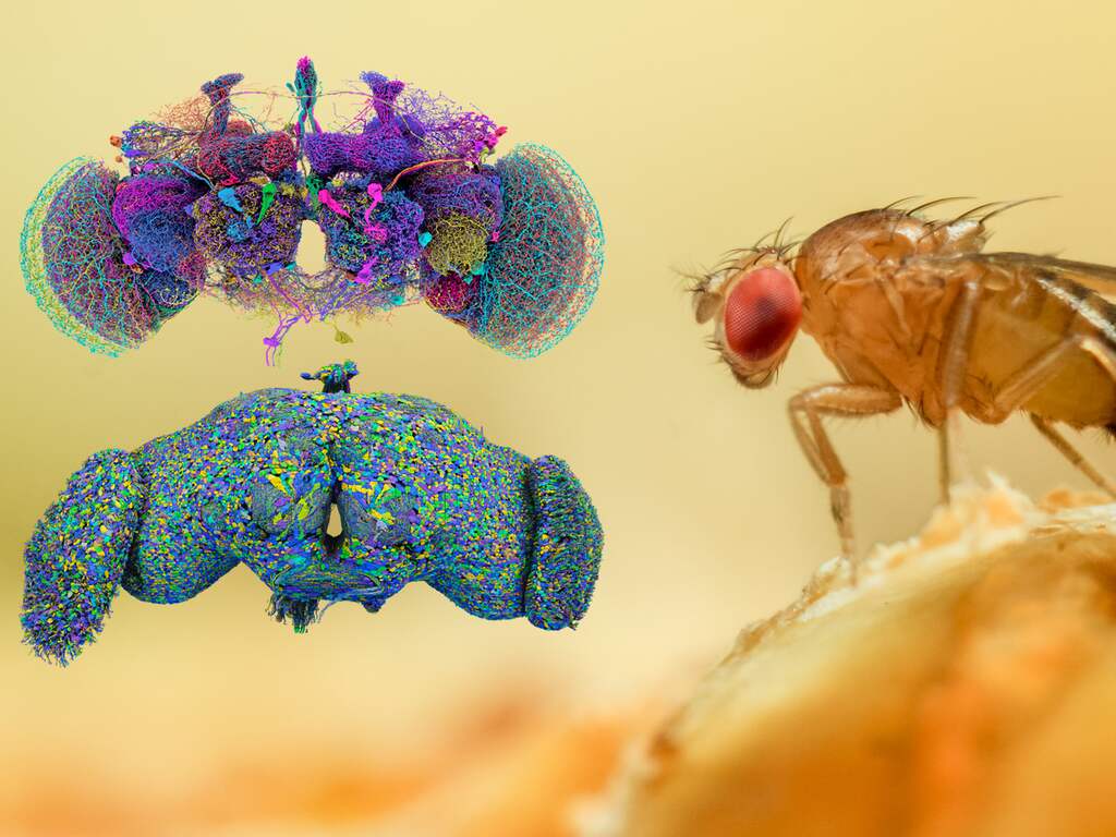Wetenschappers brengen voor het eerst brein van fruitvliegje in kaart