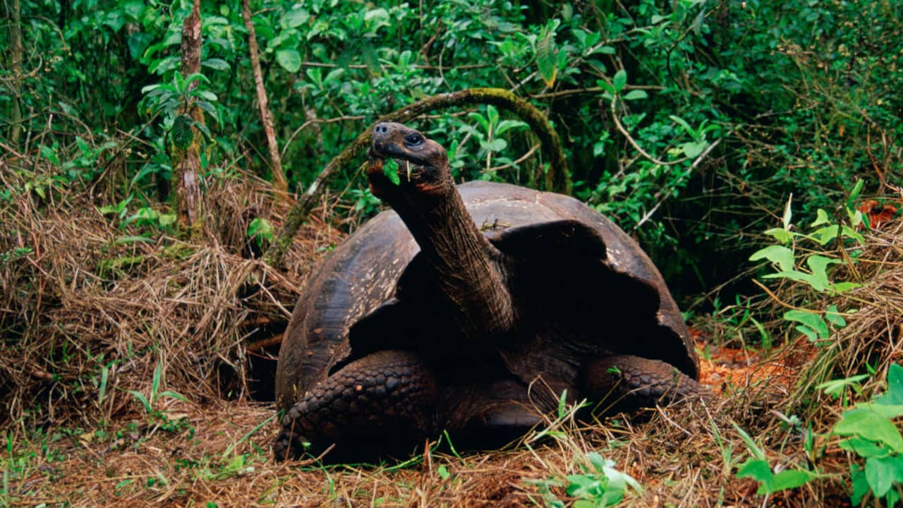 Grootste op land levende schildpad na ruim 175 jaar terug op Galapagoseilanden