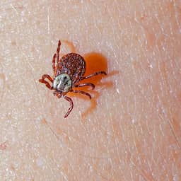 Aantal meldingen van tekenbeten ruim verviervoudigd door regen en Hemelvaart