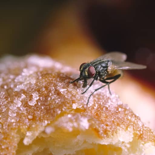 Illustratie bij: Horeca bij zwembaden en campings kampt met vliegen in de keuken