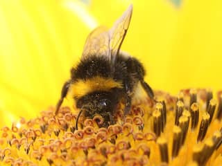 Onderzoek naar verleidelijke gewassen om afname insecten tegen te gaan
