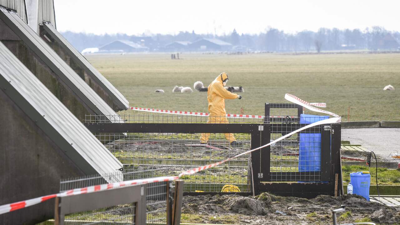 Slachthuis in Oldekerk kan weer open na vogelgriep op boerderij