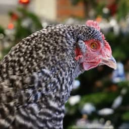 26 zeldzame kippen niet geruimd na uitbraak vogelgriep op kinderboerderij Alphen