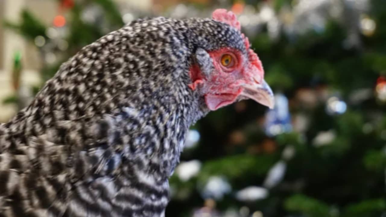 26 zeldzame kippen niet geruimd na uitbraak vogelgriep op kinderboerderij Alphen
