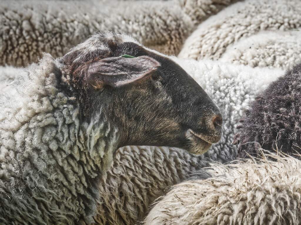 NVWA en politie grijpen in bij illegale slachterij rond start offerfeest