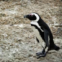 Veertien pinguïns vlak na elkaar overleden in safaripark Beekse Bergen