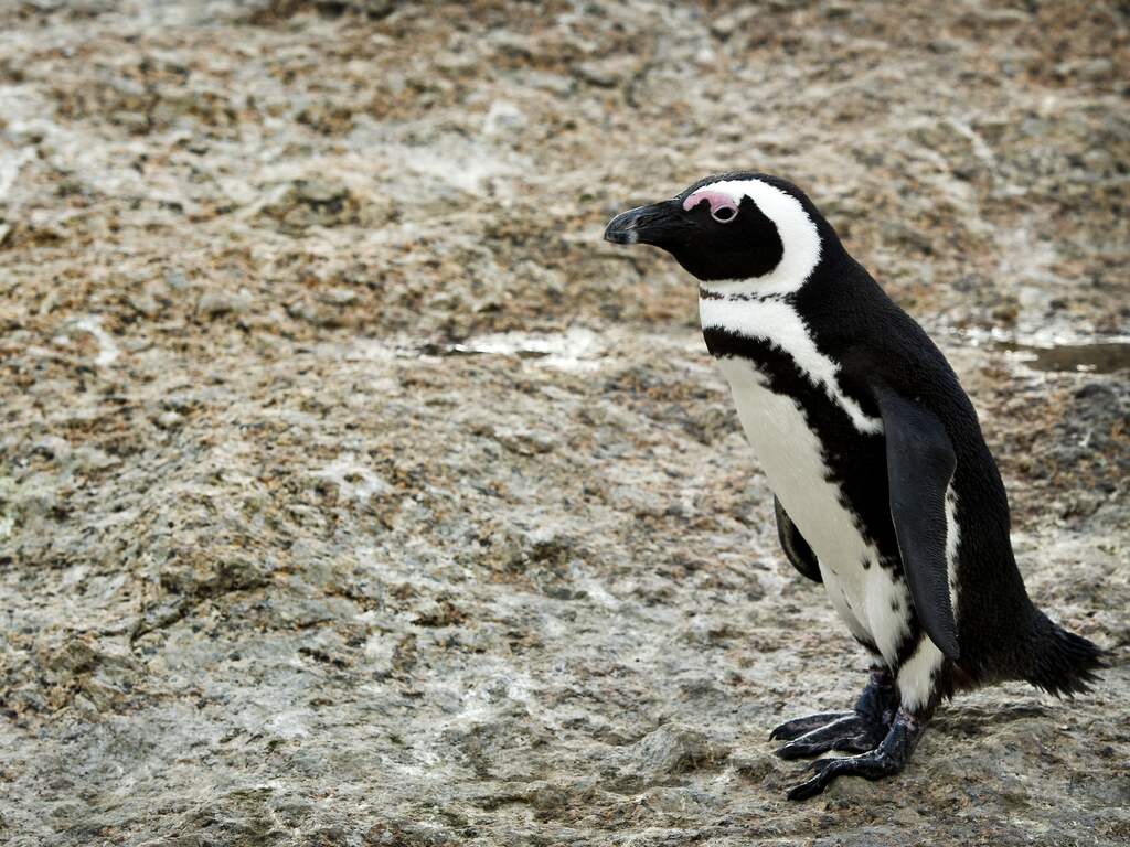 Veertien pinguïns vlak na elkaar overleden in Safaripark Beekse Bergen