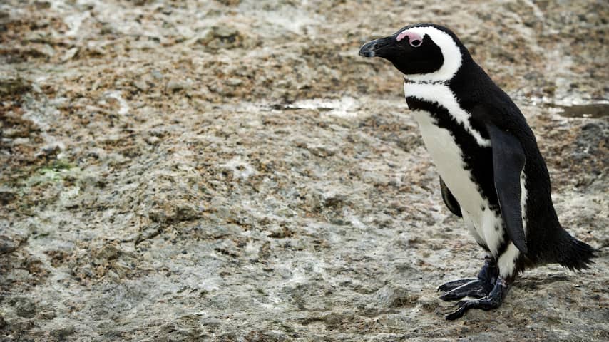 veertien-pinguins-vlak-na-elkaar-overleden-in-safaripark-beekse-bergen.jpg