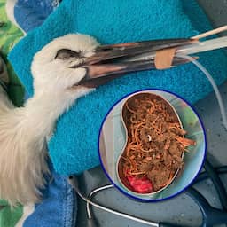 Ooievaar in Rotterdam had 350 gram elastiek in de maag: 'Lijkt op een worm'