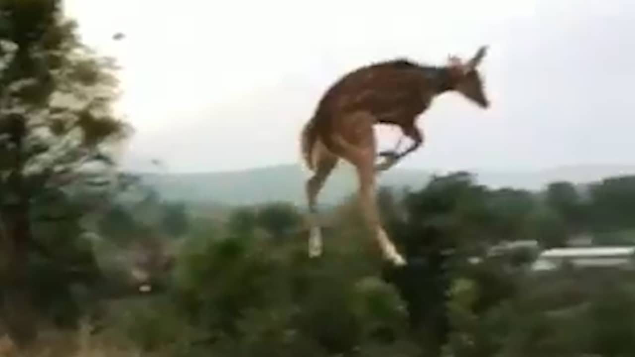 Video | Hert in India maakt gigantische sprong