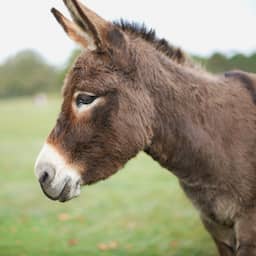 OM: Man die ezel in Zeeuwse kinderboerderij doodde had ook seks met het dier
