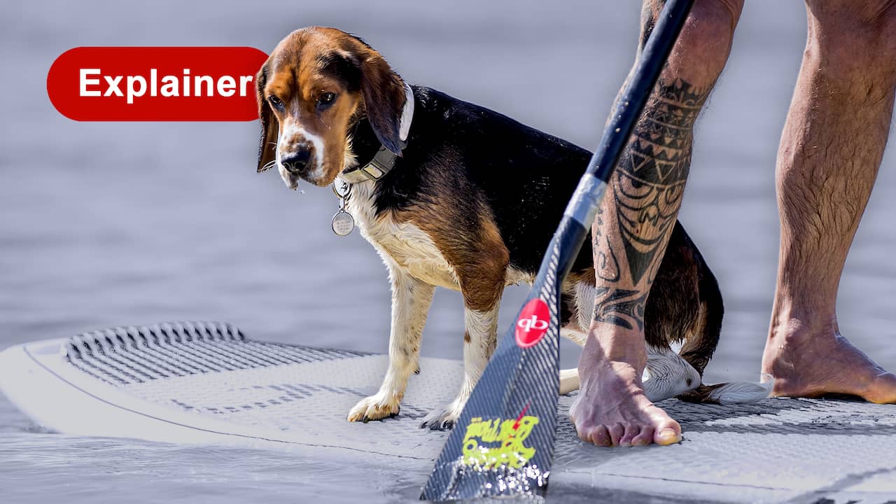 Zo bescherm je jouw hond of kat tegen de gevaarlijke hitte