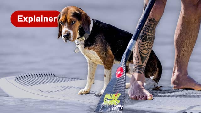 Zo bescherm je jouw hond of kat tegen de gevaarlijke hitte