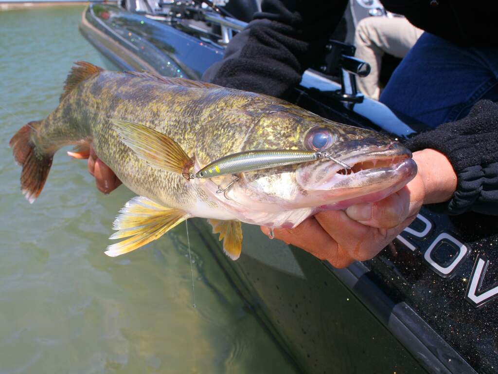 Sportvissers die snoekbaars verzwaarden met lood worden mogelijk vervolgd