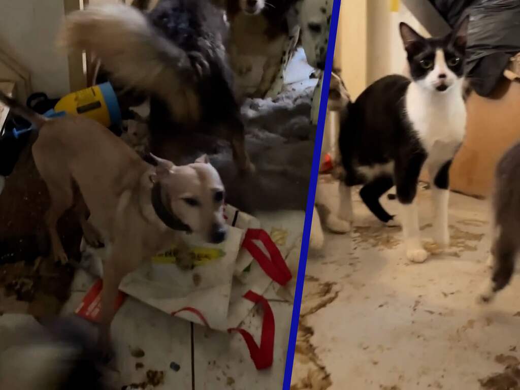 Tientallen verwaarloosde honden en katten uit vieze woning in Breda gehaald