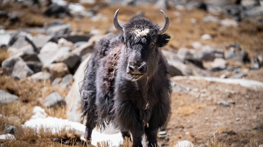 Botten van uitgestorven soort jak aangetroffen in bekende Siberische grot