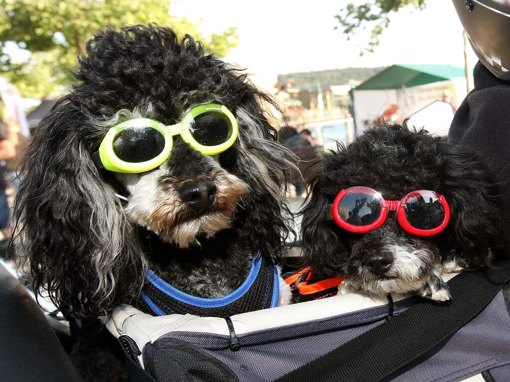 Weerbericht: Zon, zon en nog meer zon, behalve in het noorden