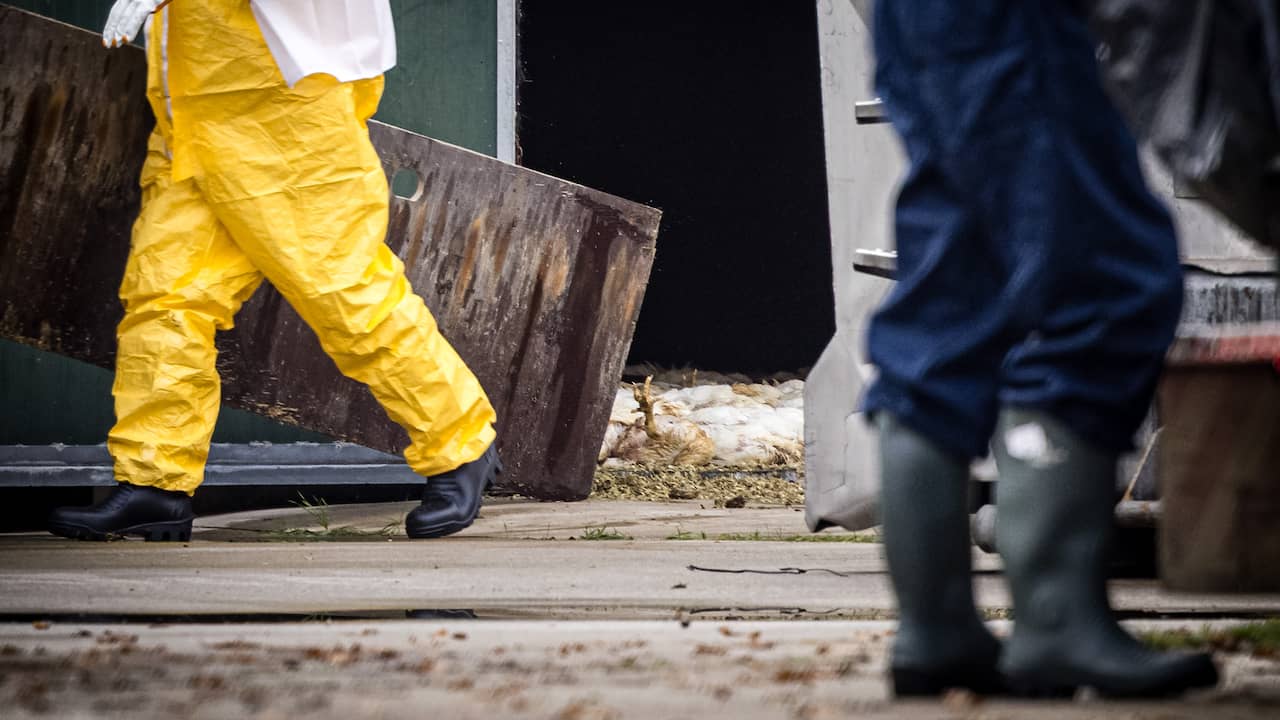Vogelgriep vastgesteld op vleeskuikenbedrijf in Deurne, 162.000 kuikens geruimd