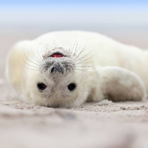 Illustratie bij: Ministerie negeert wetenschappelijke status beschermde dieren: 'Beetje gek'