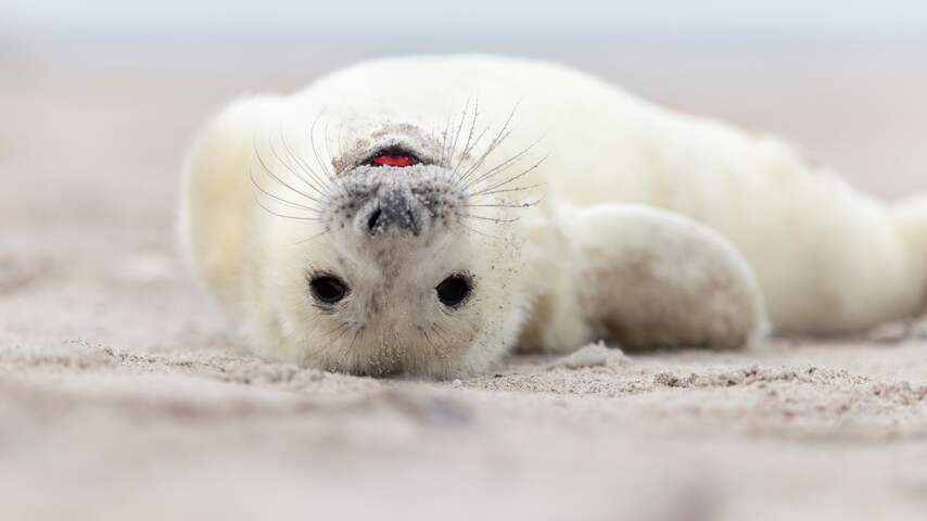 Foto bij Ministerie schuift oordeel onderzoekers over status natuur opzij: 'Beetje gek'