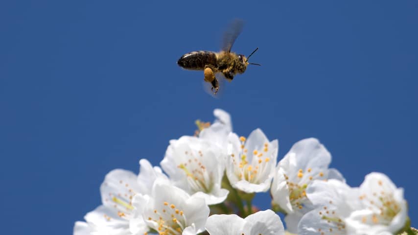 Feit of fabel: Gaat een bij dood als zij je steekt? | Wetenschap | NU.nl