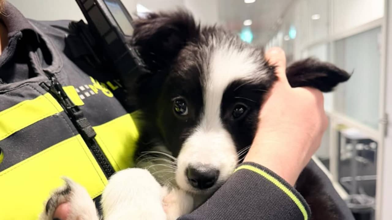 Puppy die op ijskoud balkon werd achtergelaten is weer terug bij baasje