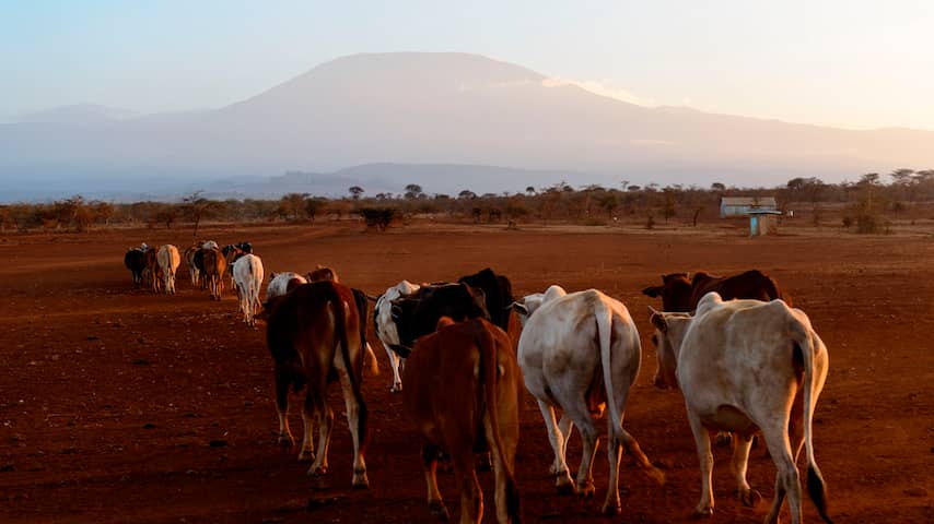 Keniaanse herders strijden tegen bedrijven die via hun land uitstoot compenseren