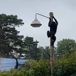 Video | Ontsnapte bonobo hangt hoog in paal in Ouwehands Dierenpark