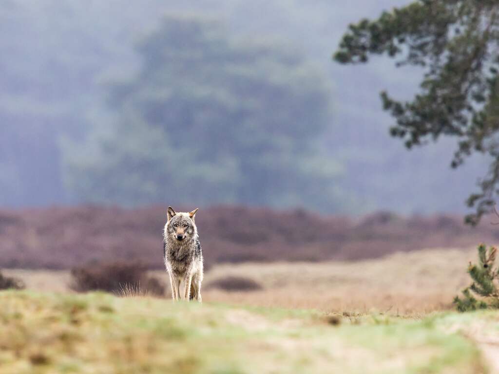 Dringend advies om met klein kind bossen Utrechtse Heuvelrug te mijden om wolf