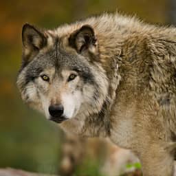 NU+ | Brutaal, bijtgraag, maar niet gecorrigeerd: dit is probleemwolf GW3237m