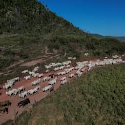 Steeds meer van Amazonewoud blijft overeind, ontbossing in Brazilië neemt af