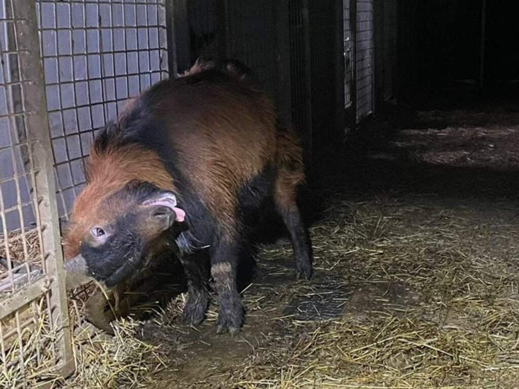 Hondenfokker Eersel krijgt totaalverbod nu hij ook andere dieren verwaarloost