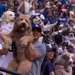 Video | Amerikaanse honkbalfans nemen massaal hond mee naar stadion