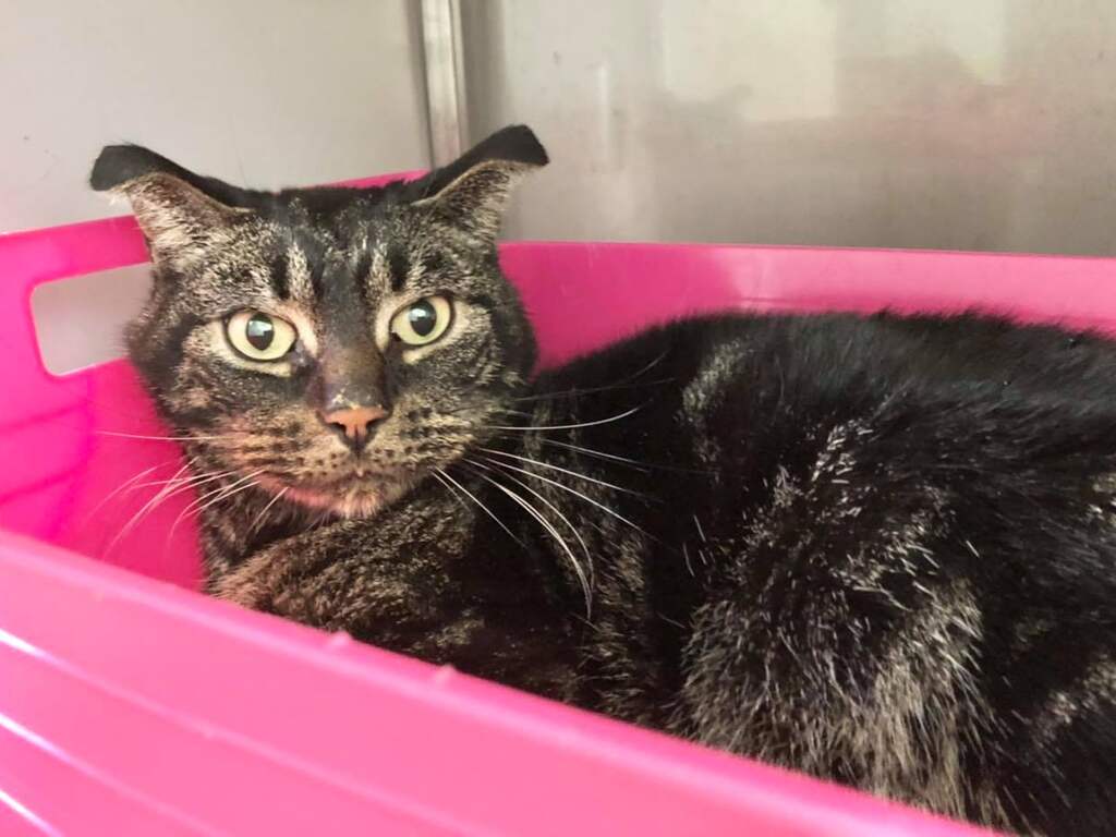 Kat overleeft 52 dagen in leegstaande woning in Schiedam