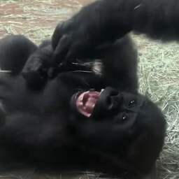 Video | Moedergorilla kietelt jong dat lachend over grond rolt