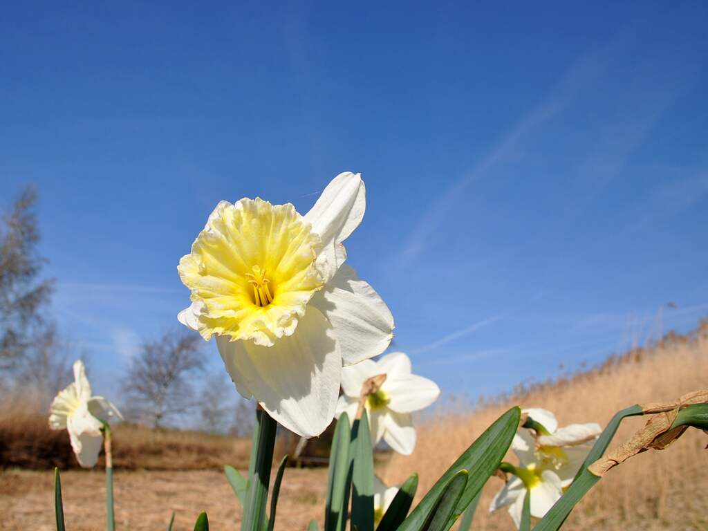 Donderdag 30 maart: Zonnig en zacht lenteweer met ruim 20 graden.