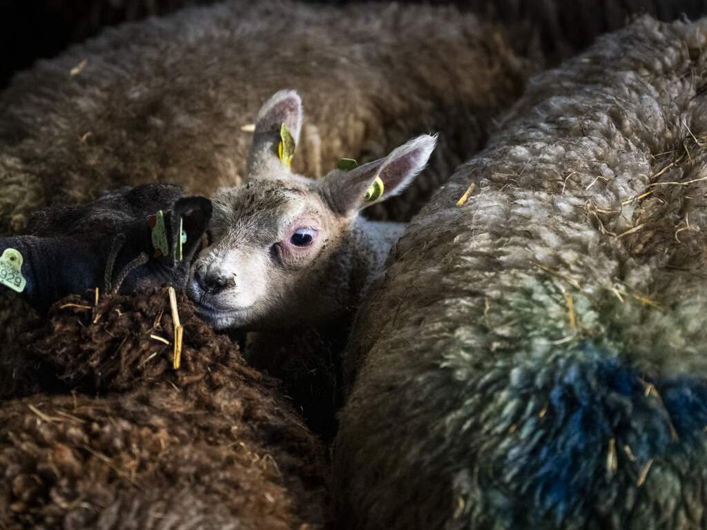 Nieuw type blauwtongvirus in Nederland opgedoken, geen vaccin beschikbaar