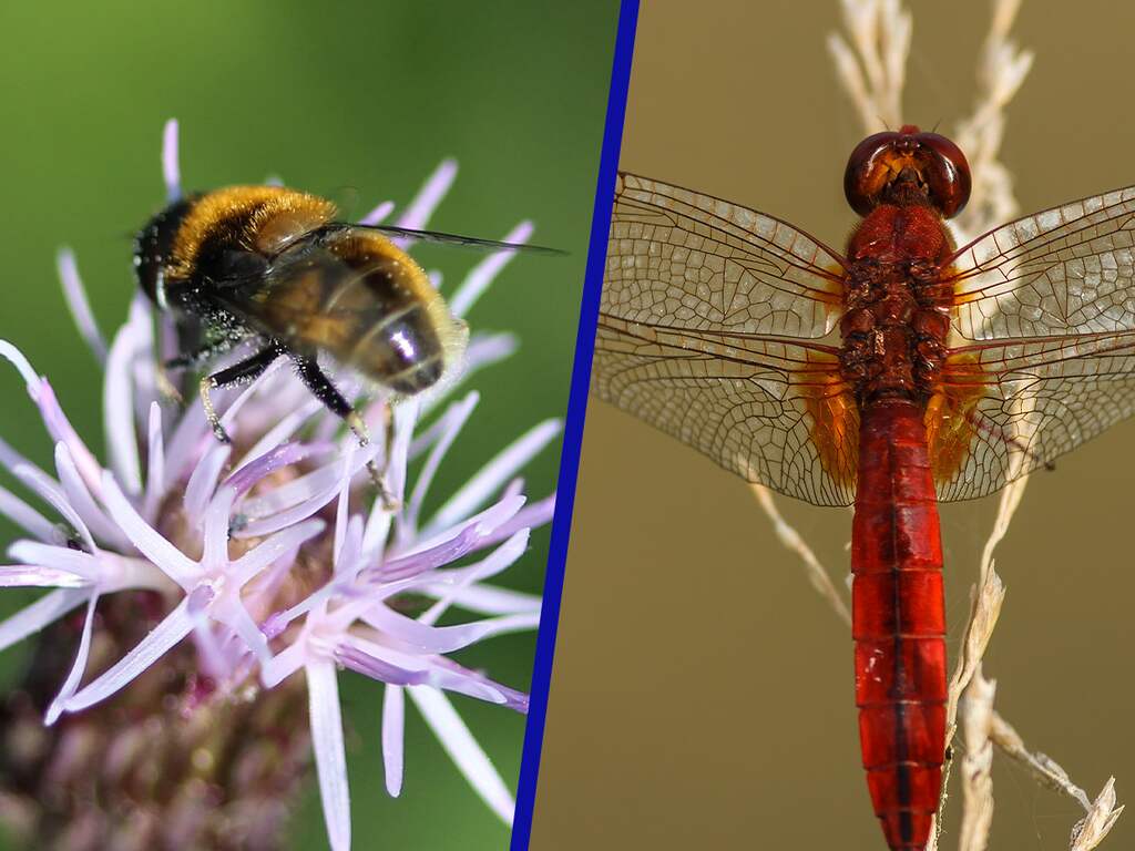 Al na een aantal jaar natuurherstel 'zoemt het weer ouderwets'